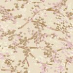 Bloemenmotief in beige, roze en wit op het Buningh Elitis Milos behang VP 955 03.
