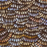 Decoratief patroon van de Arte Moooi Dandelion Cranes MO4021 wandbekleding met kleurrijke, waaiervormige penseelstreken op een donkere achtergrond.