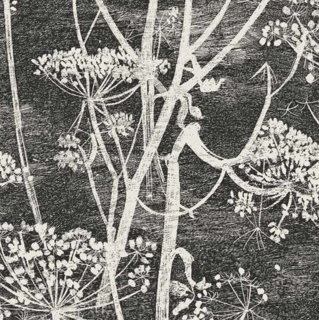 Zwart-wit behang met sierlijke silhouetten van fluitenkruid uit de Cole and Son Cow Parsley collectie.