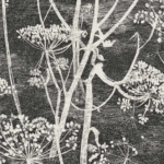 Zwart-wit behang met sierlijke silhouetten van fluitenkruid uit de Cole and Son Cow Parsley collectie.