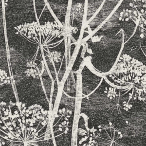 Zwart-wit behang met sierlijke silhouetten van fluitenkruid uit de Cole and Son Cow Parsley collectie.