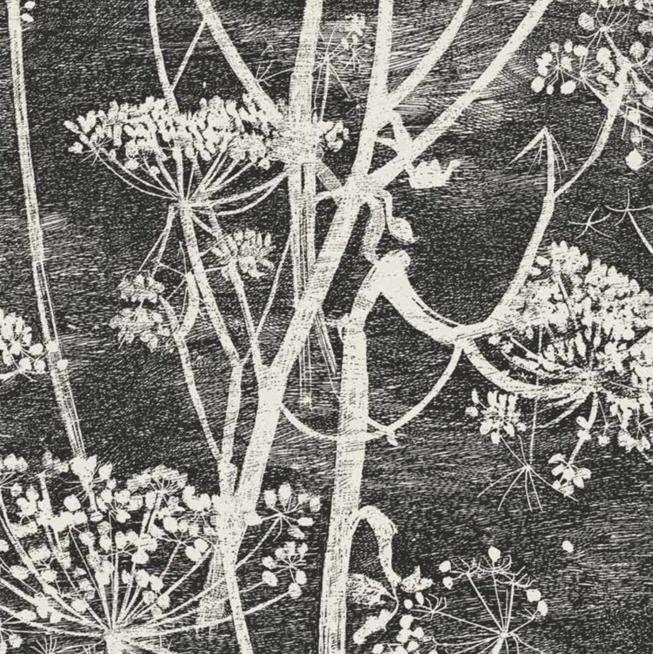 Cole and Son – Cow Parsley behang