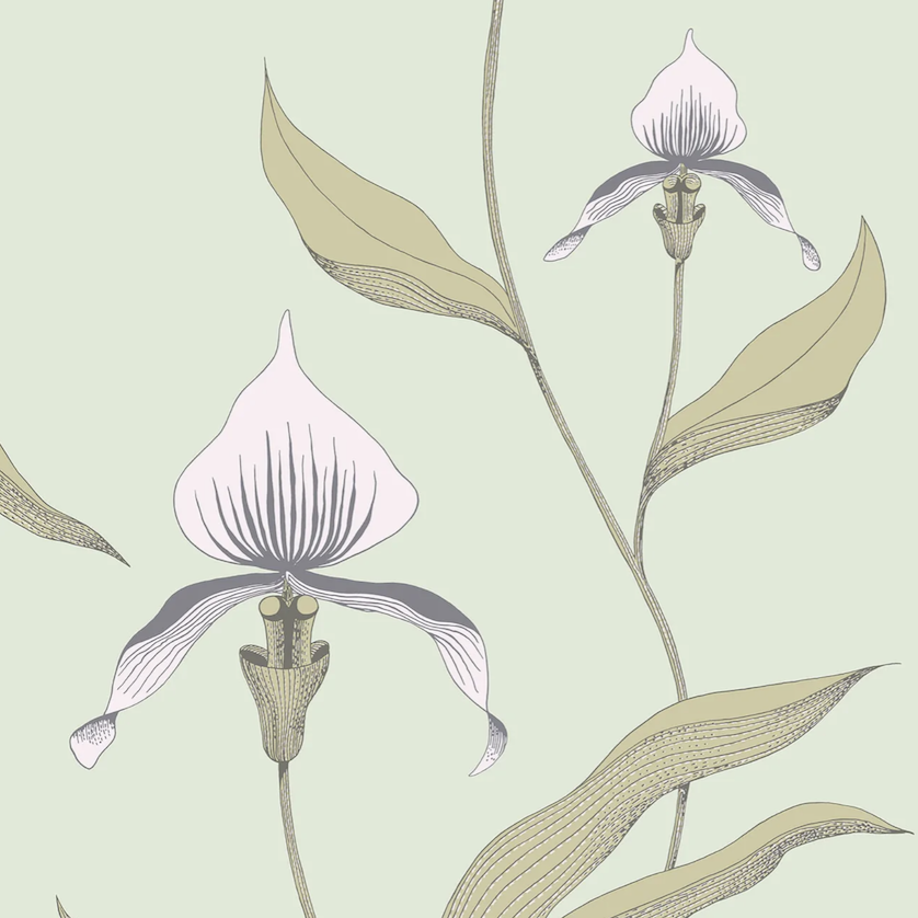Illustratie van lichtroze orchideeën met grijsgroene bladeren op een zachtgroene achtergrond, uit het Cole and Son Orchid behang.