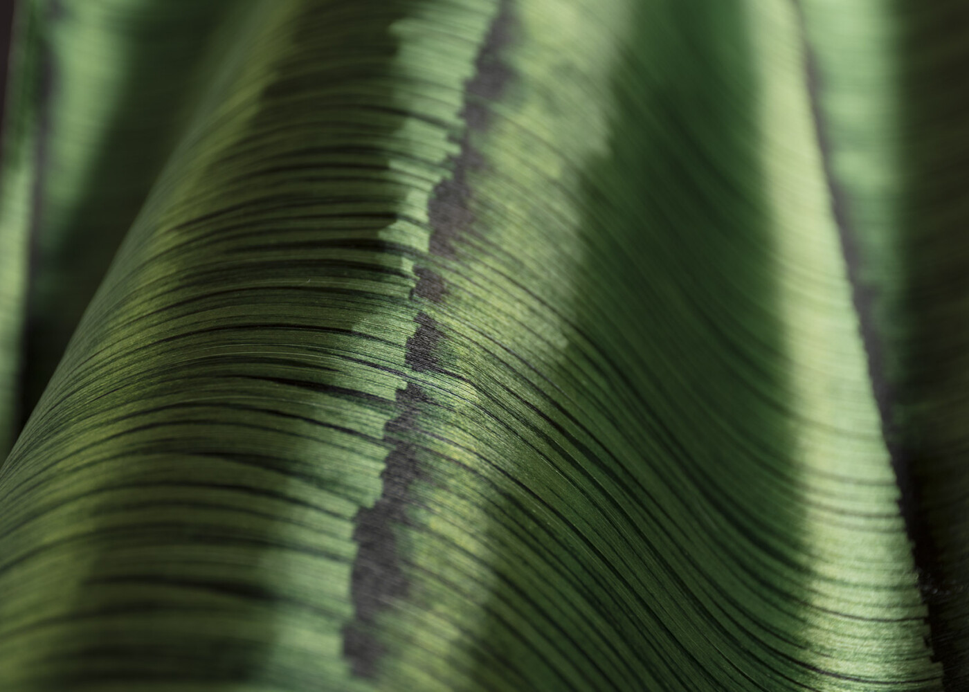 Arte Insolence Swing